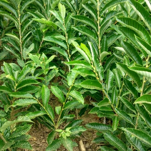 苍溪县大红袍板栗苗 嫁接苗 0.5~1米