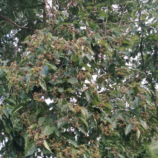 石泉县秦岭红拐枣苗，肉拐枣苗