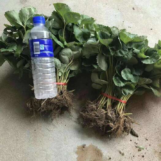 泰安甜查理草莓苗 地栽苗 10~20公分