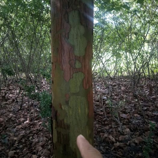 泰安速生法桐 