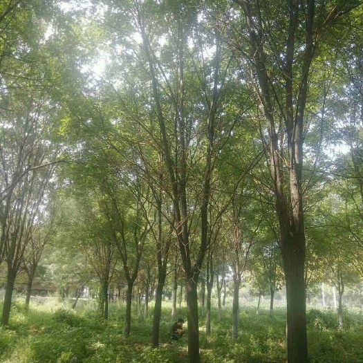 山西香花槐基地，批发合作规格香花槐