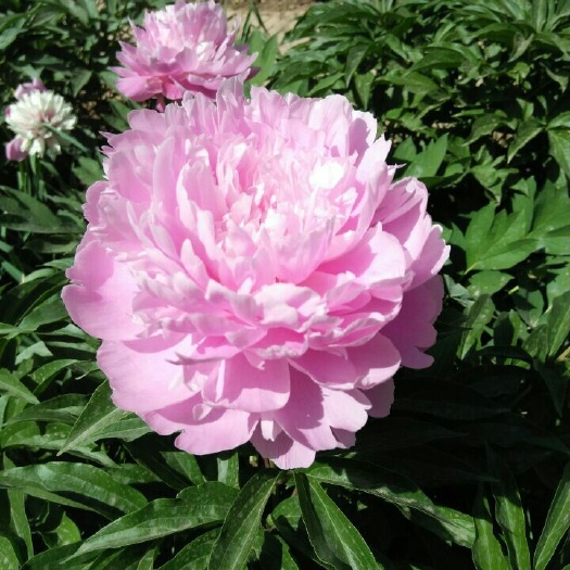 菏泽多花芍药 4~6cm 0.5~1米