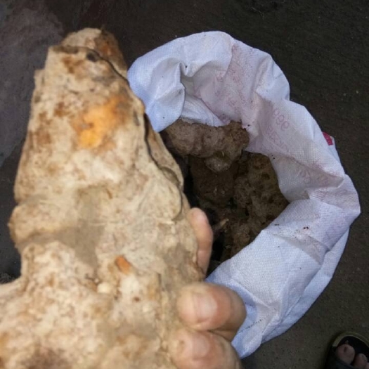 南宁茯苓