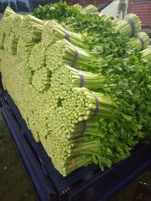 西芹