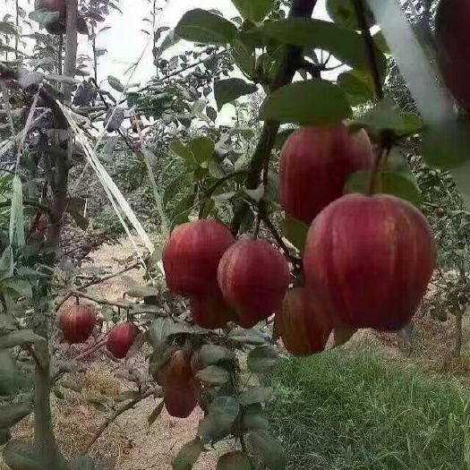 泰安早酥红梨苗