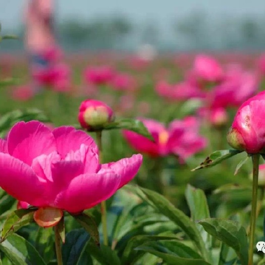 亳州白芍