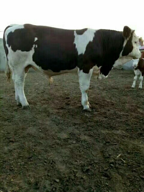 张北县肉牛  西门特尔牛犊