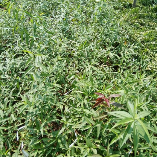 泰安新川中岛桃苗 嫁接苗