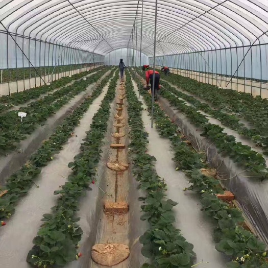泰安小白草莓苗 地栽苗 20~30公分