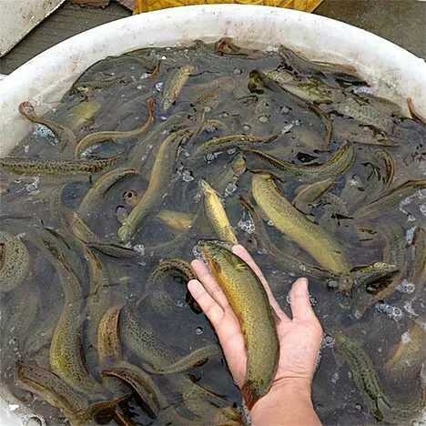 中山市台鳅青鳅 35尾/公斤 3-5cm 人工养殖