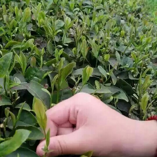 崂山绿茶