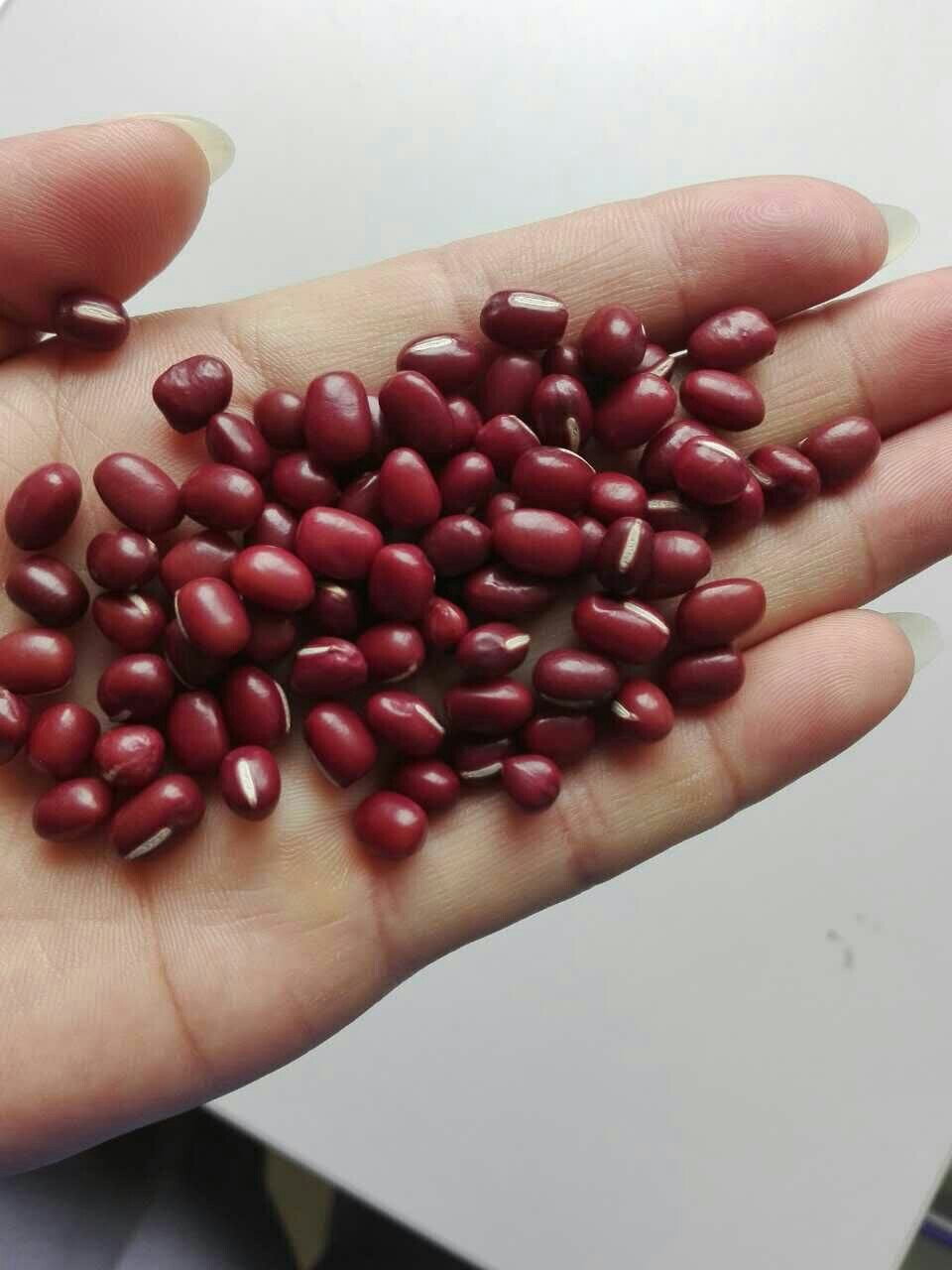 大连红小豆 纯粮率≥98% 袋装