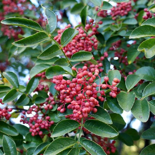 镇原县大红袍花椒 一级 干花椒