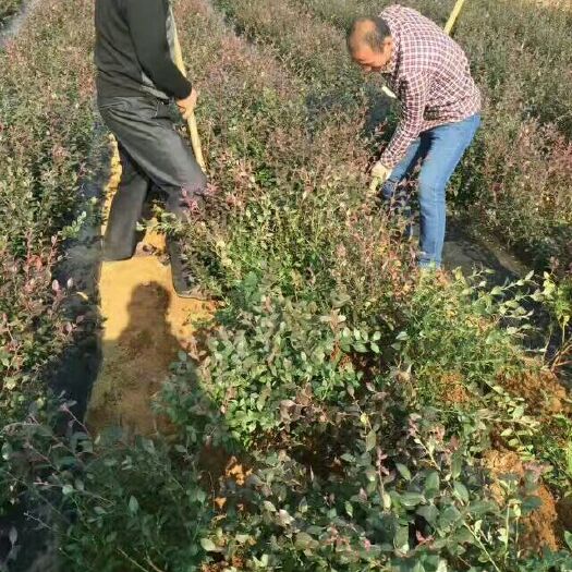 新泰市北陆蓝莓苗