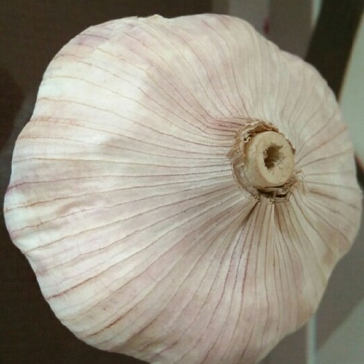 大名县杂交大蒜 5.5-6.0cm 多瓣蒜