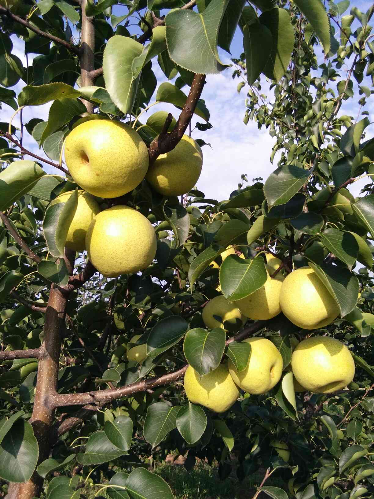 翠冠梨，秋月梨，酥梨