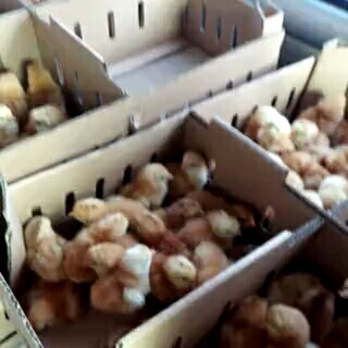 嘉祥县红玉鸡苗 