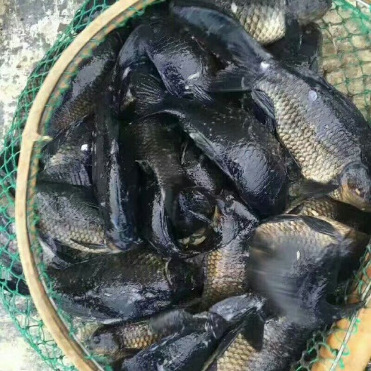乌龙鲫 人工养殖 0.1公斤 