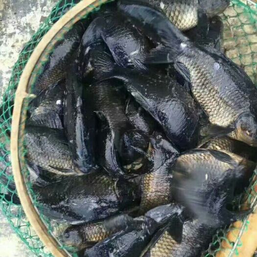 南京乌龙鲫 人工养殖 0.1公斤 