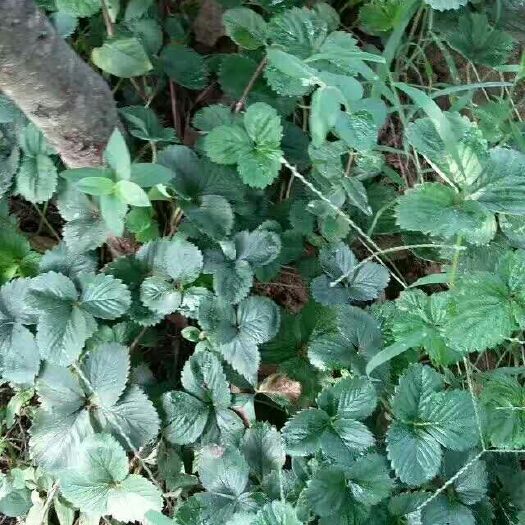 泰安甜查理草莓苗 地栽苗 10~20公分