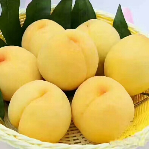 炎陵县锦绣黄桃  炎陵黄桃