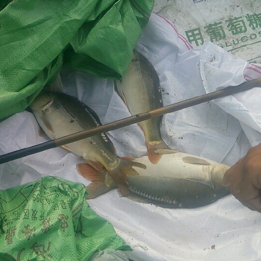 濉溪县裸鲤 无磷鱼苗，