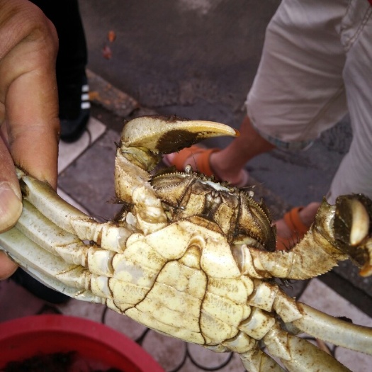 九江九江湖口大闸蟹
