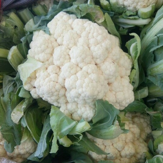 邯郸白花菜花 1~2斤 适中