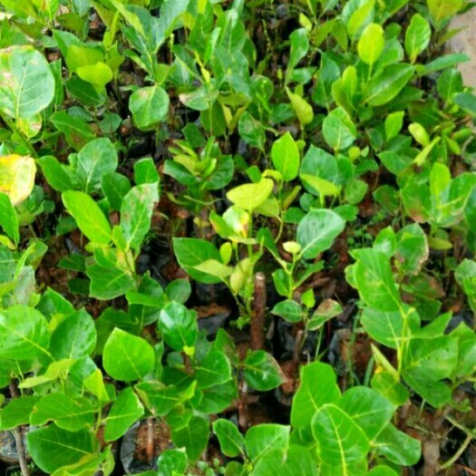 灵山县马来西亚一号菠萝蜜苗 
