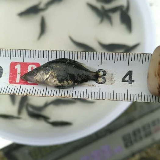 江门鳜鱼苗 