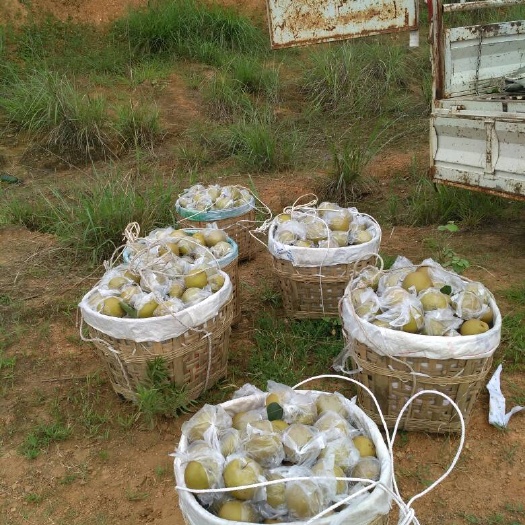 重庆市优质黄花梨精品果 果农挥泪贱卖！地摊王中王，夜市之王！买就赚