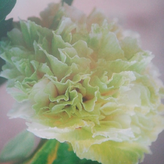 菏泽绿玉牡丹 2cm以下 4cm以下 0.5米以下
