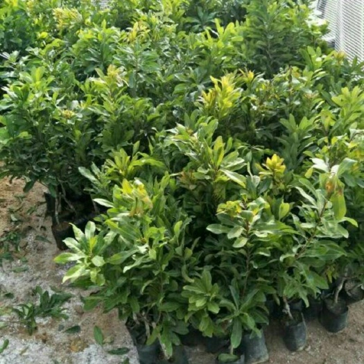 灵山县东魁苗 