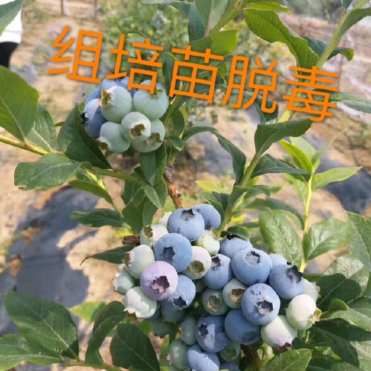 泰安奥尼尔，薄雾，莱克西，珠宝组培蓝莓苗提供种植技术