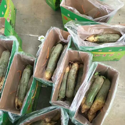 潍坊 潍县萝卜5公斤