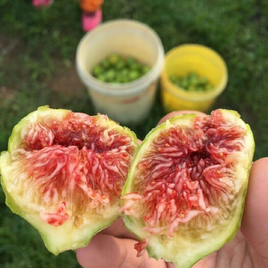 布兰瑞克无花果  胶东黄皮布兰瑞克和青皮无花果