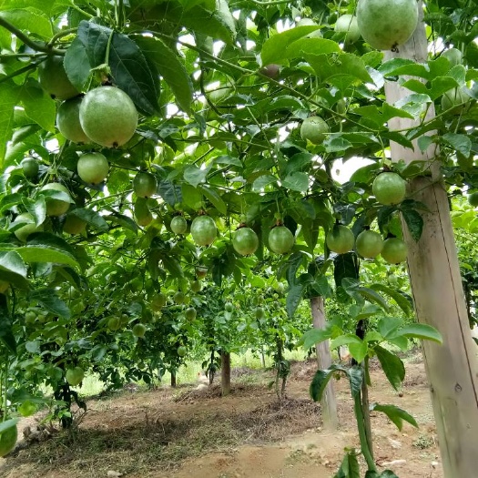 寻乌县台农一号百香果  赣南寻乌特级百香果