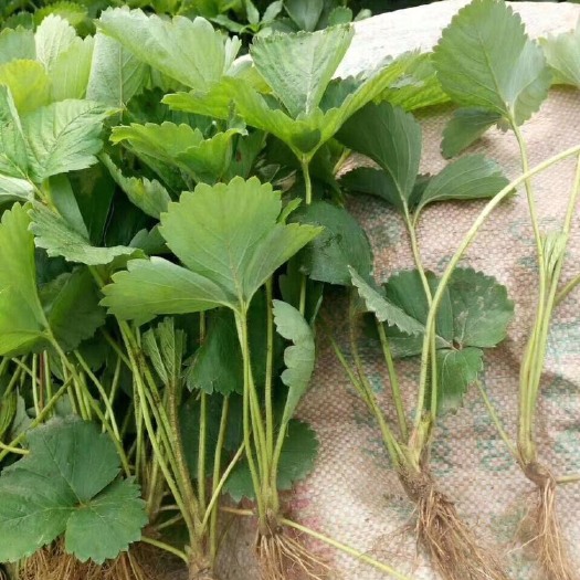 泰安妙香草莓苗 地栽苗 20~30公分 