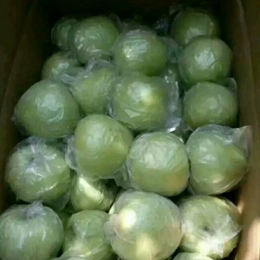 沂水县黄金帅 膜袋 翠绿 75mm以上