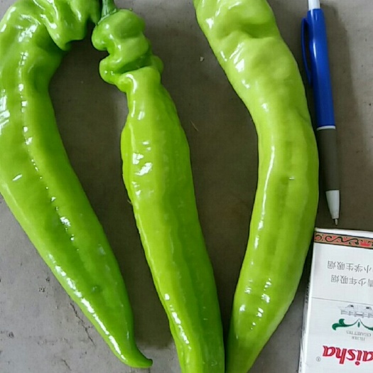 昌黎县黄皮辣椒 20cm以上 靑色 中辣