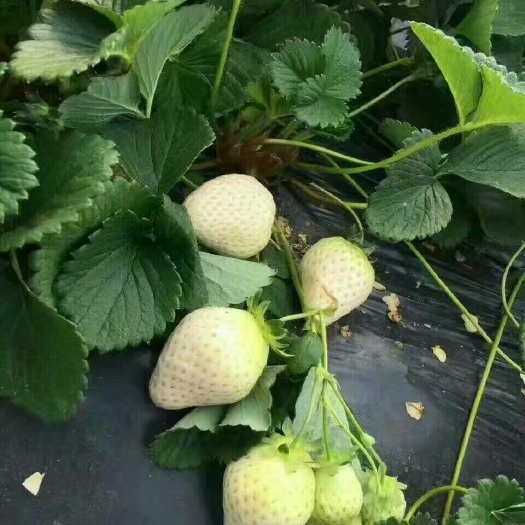 泰安白草莓 地栽苗 10~20公分