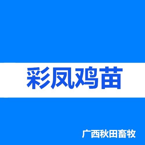 南宁彩凤鸡苗 