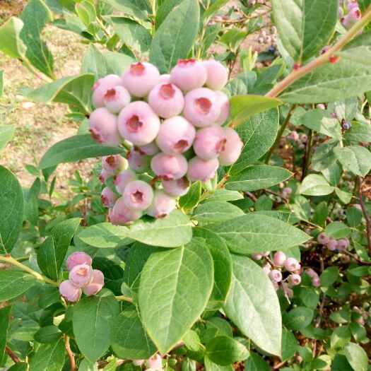 泰安蓝丰蓝莓苗