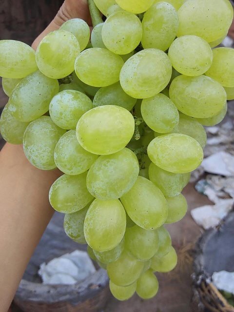 夏县维多利亚葡萄 维多利亚青提