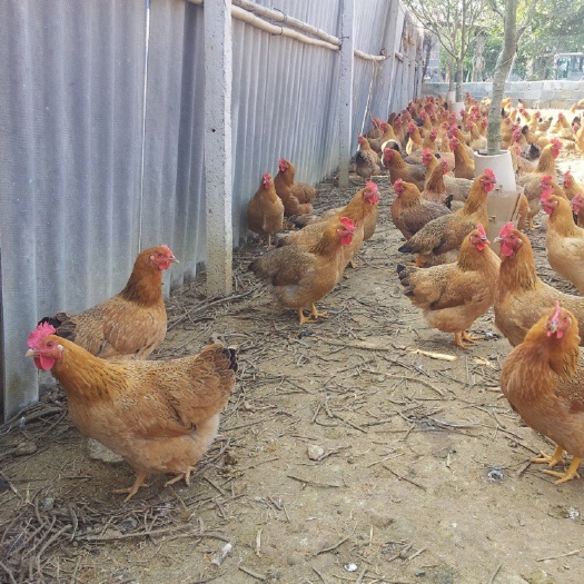 柳州土鸡苗 母