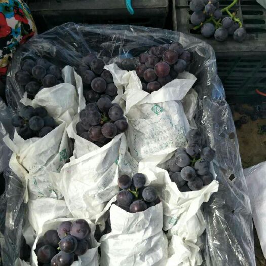 大荔县 陕西户太八号葡萄供应，户太八号葡萄价格