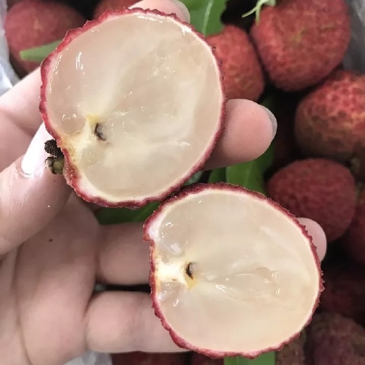 灵山县 无核荔枝苗荔枝苗