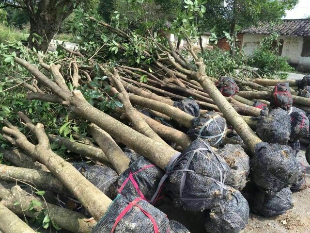 桂林八月桂 8－10公分