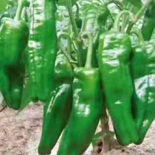 夏邑县青泡椒  夏邑县大量供应鲜辣椒电商，商超，301，苏椒线椒，