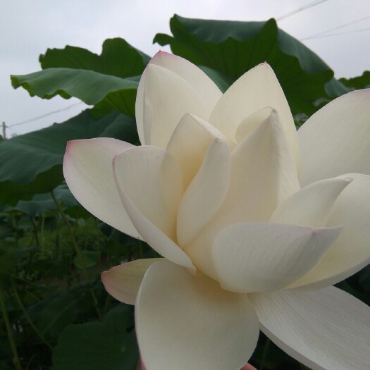 沭阳县巨无霸藕种 大飘花藕种
